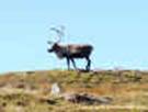 Reinsdyrbukk-04092007.jpg (57629 byte)
